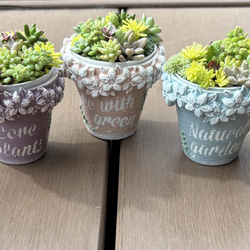 多肉植物 寄せ植え (⑅•͈૦•͈⑅).ᐟ.ᐟゴブレット 多肉植物 くる