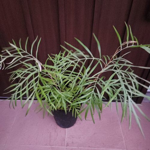 グレビレア バンクシー 鉢植え 苗 オージープランツ 盆栽 fleurir