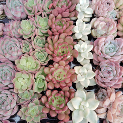 アエオニウム オランダローズ錦 韓国輸入苗 新入荷 希少苗 群生株 多頭