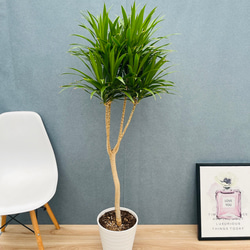 現品］☆おすすめ☆ ザミア フロリダーナ 7号 蘇轍 観葉植物