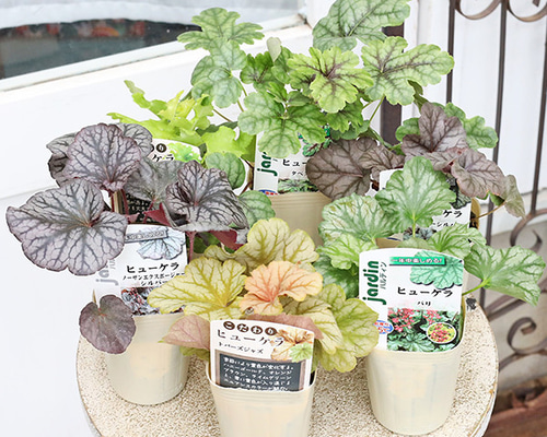 草花苗 ヒューケラ トパーズジャズ パリ シルバー ライム タペストリー