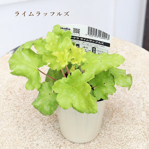 草花苗 ヒューケラ トパーズジャズ パリ シルバー ライム タペストリー