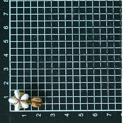 つまみ細工「コーヒーのピンバッジ」～にしみのおやさいクレヨン～ 9枚目の画像