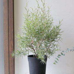 再販】ユーカリ ポポラス 石膏鉢植え 苗木 シンボルツリー 盆栽