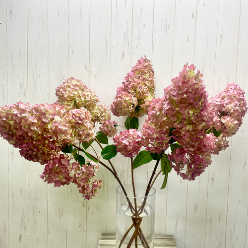 秋色ミナヅキ 切花 大輪ピンク紫陽花 ドライにも最適 ナチュラル