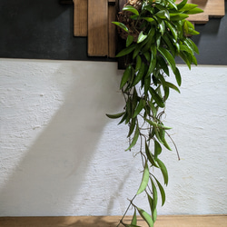 送料無料】ミクロソリウム ディべルシフォリウム『カンガルーファーン