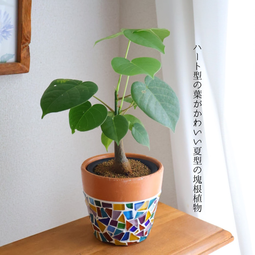 植木鉢 | 鉢 | 3.5号鉢 | 直径10.5cm | 鉢カバー | 素焼き鉢 | 観葉