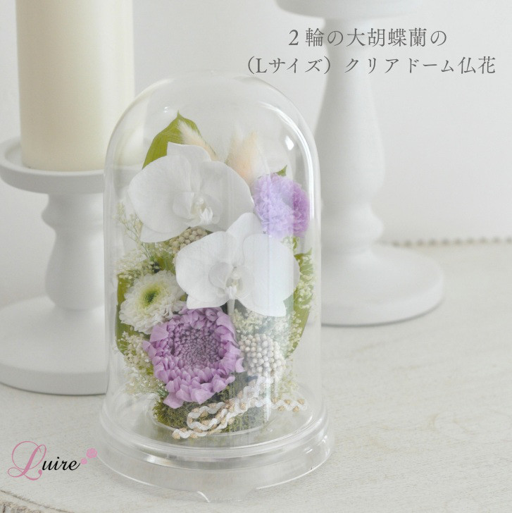 Lサイズ稀有なプリザーブドフラワー胡蝶蘭と菊の仏花、お供え花／クリアドーム付き／ドーム仏花