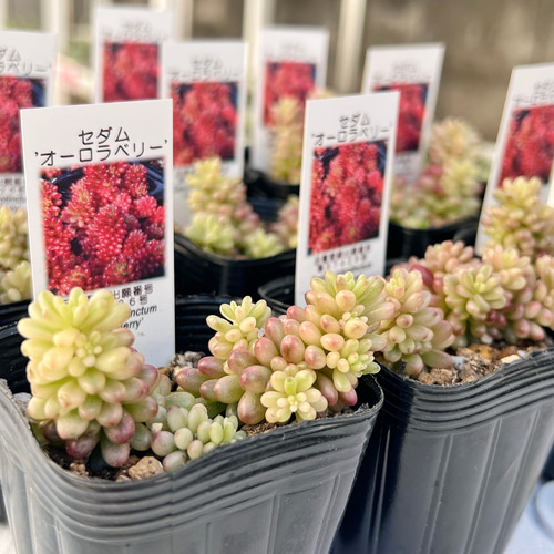 新発売 セダム オーロラベリー 【レッドベリー錦】 札付き 多肉植物