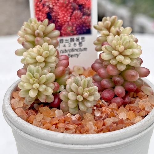 新発売　セダム　オーロラベリー　【レッドベリー錦】　札付き 新発売 セダム オーロラベリー 【レッドベリー錦】 札付き 多肉植物