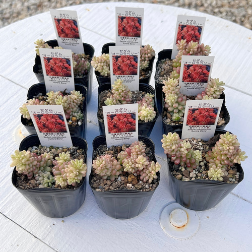 新発売 セダム オーロラベリー 【レッドベリー錦】 札付き 多肉植物