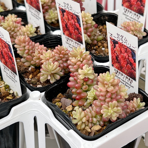 新発売 セダム オーロラベリー 【レッドベリー錦】 札付き 多肉植物
