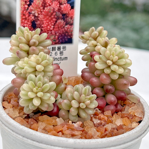 新発売　セダム　オーロラベリー　【レッドベリー錦】　札付き 新発売 セダム オーロラベリー 【レッドベリー錦】 札付き 多肉植物