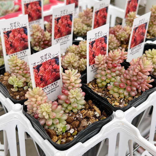新発売　セダム　オーロラベリー　【レッドベリー錦】　札付き 新発売 セダム オーロラベリー 【レッドベリー錦】 札付き 多肉植物