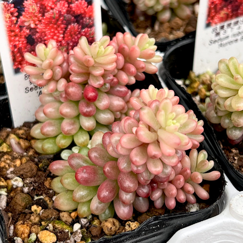 新発売　セダム　オーロラベリー　【レッドベリー錦】　札付き 新発売 セダム オーロラベリー 【レッドベリー錦】 札付き 多肉植物