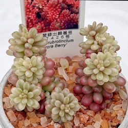 2025 New✨多肉植物 ソングフォーユー 韓国苗 多肉植物 pariʚ
