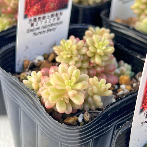 新発売　セダム　オーロラベリー　【レッドベリー錦】　札付き 新発売 セダム オーロラベリー 【レッドベリー錦】 札付き 多肉植物