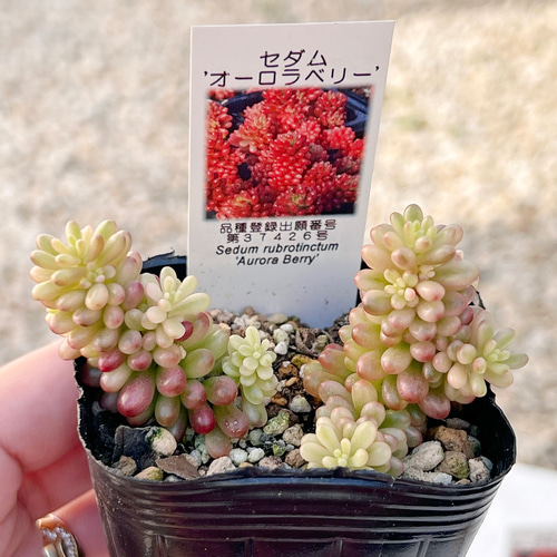 新発売　セダム　オーロラベリー　【レッドベリー錦】　札付き 新発売 セダム オーロラベリー 【レッドベリー錦】 札付き 多肉植物