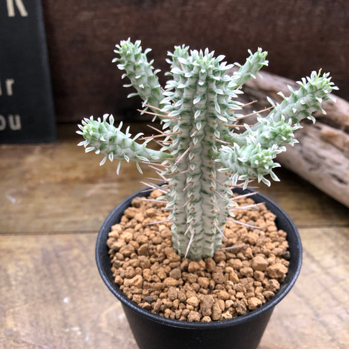 ミルクトロン♡白樺キリン ♡ユーフォルビア ♡紅葉する多肉植物 白