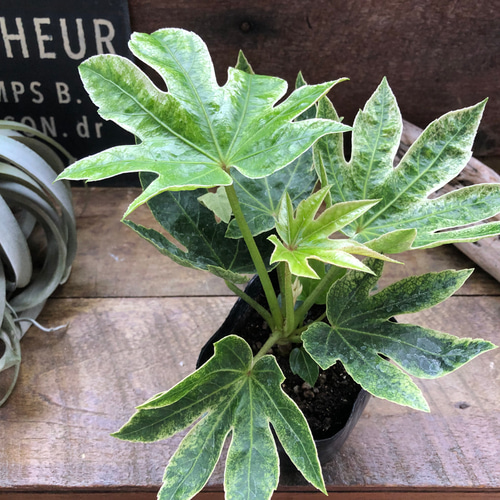 斑入り♡ヤツデ 『スパイダーウェブ』Fatsia japonica 'Spider's Web