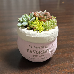 多肉植物 寄せ植え (⑅•͈૦•͈⑅).ᐟ.ᐟゴブレット 多肉植物 寄せ植え (⑅•͈૦•͈⑅).ᐟ.ᐟゴブレット 多肉植物 寄せ