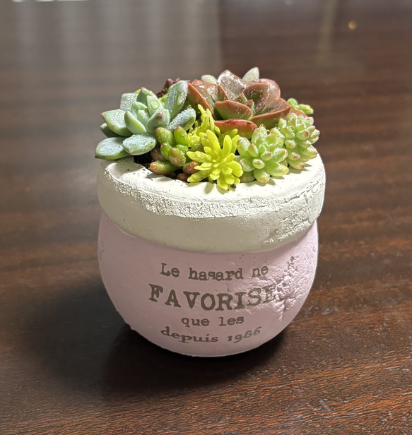 多肉植物 寄せ植え そのまま飾れる‪ꕤ︎︎·͜· ぷっくり陶器鉢ピンク‬