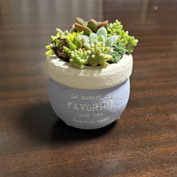 多肉植物 寄せ植え 陶器鉢 ローズフェアリー*.꒰ঌ໒꒱.* 多肉植物