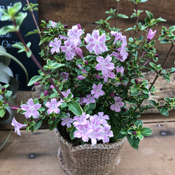 希少✧人気インテリア(❁ᴗ͈ˬᴗ͈) ラブリーハート 斑入り 71cm 希少✧人気インテリア(❁ᴗ͈ˬᴗ͈) ラブリーハート 斑入り 71cm