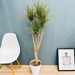 現品］【希少】かっこいい！ 4番 ドラセナ コンシンネ マジ