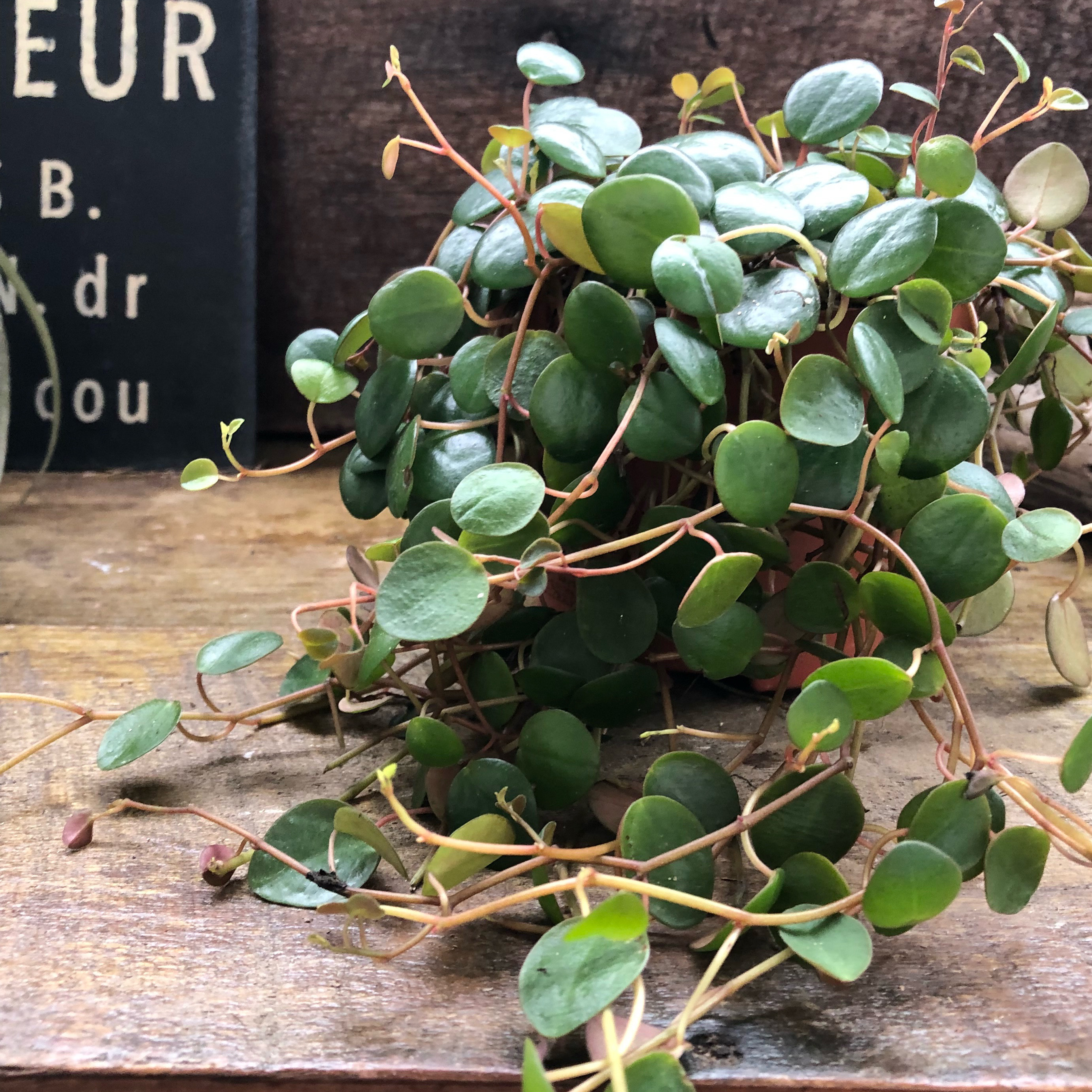 希少♡ペッパースポット♡ぺぺロミア♡観葉植物♡