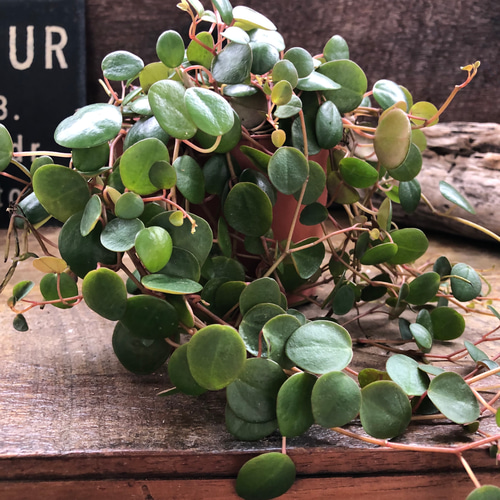 ○ポットごと♡ペッパースポット♡ペペロミア♡希少♡観葉植物♡ 希少♡ペッパースポット♡ぺぺロミア♡観葉植物♡ アートフラワー パリ