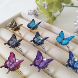 蝶々チャーム ♪マスクチャーム。アゲハ蝶、オオルリアゲハ、モルフォ