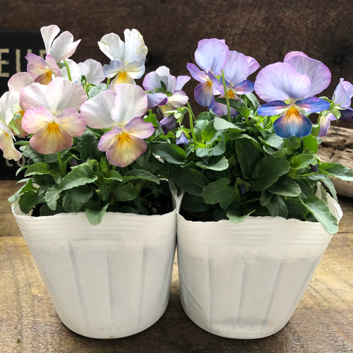 2個セット♡ピンクアンティーク♡ビオラ♡ガーデニング アートフラワー