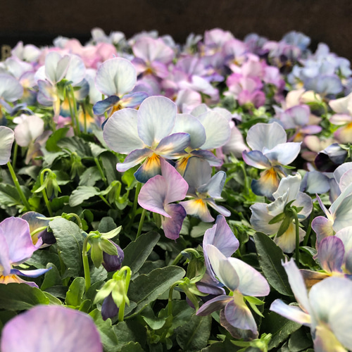 2個セット♡ピンクアンティーク♡ビオラ♡ガーデニング アートフラワー