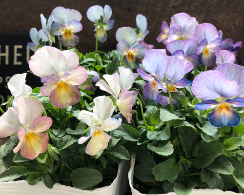 ハンドメイド　ビオラ c78f3fe3f54cb0065cc962827b3218