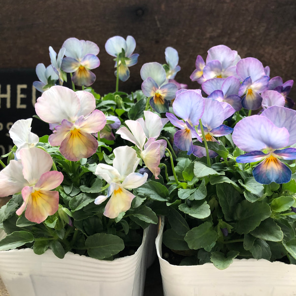 ぱおら hololive closet ラオーラ・パンテーラ 正月衣装 – hololive