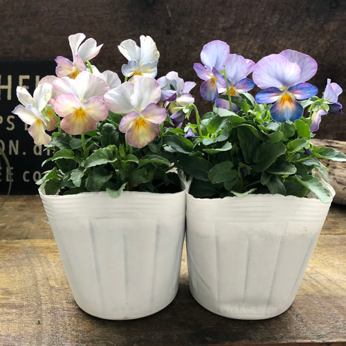 2個セット♡ピンクアンティーク♡ビオラ♡ガーデニング アートフラワー