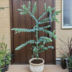 新緑♡ 　プンゲンストウヒ　ホプシー　ポット鉢植え　苗木　苗 f7bb900692e4bbc12ac02b256922a4