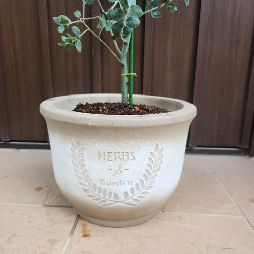 可愛い♪パールアカシア テラコッタ鉢植え 苗木 ミモザ オージー