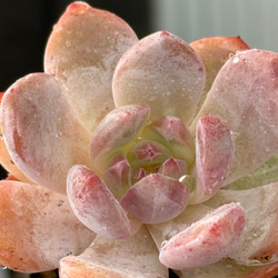 多肉植物❤️エケベリア属 ❤️ オレンジモンロー❤️ 1頭10cm拔き苗大苗2年生 楽天市場】農園直売 多肉植物 寄せ植え エケベリア属 オレンジ