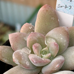 masa2311‼️ 多肉植物　カット苗　気まぐれセット 多肉植物 カット苗セット - メルカリ