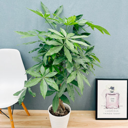 ［現品］【希少】☆数量限定☆ 1番　創樹　オリーブ　セントキャサリン　8号　屋外 現品］【希少】☆数量限定☆ C3 創樹 オリーブ セントキャサリン