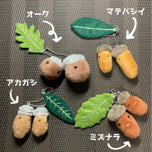 どんぐりアート　miyu☆ページ どんぐり図鑑 (ミズナラ、アカガシ、マテバシイ、オーク）【秋限定2025