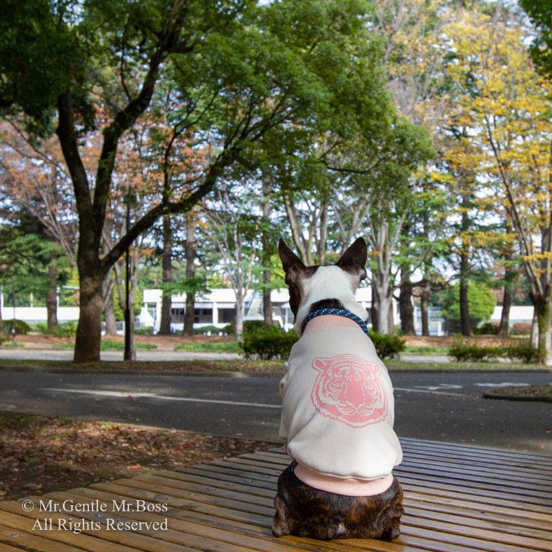 Tigerプリント☆厚手裏毛スウェット☆Light Pink　犬服