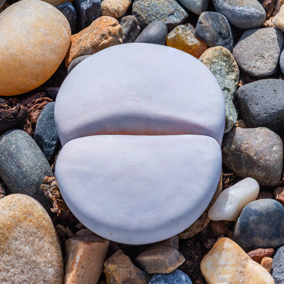 多肉植物 リトープス 白曲玉C244 大玉 1.6cm以上 抜き苗 1株 多肉植物