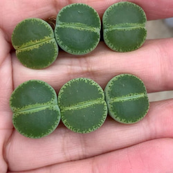 多肉植物 リトープス グリーントップ 大玉 2cm 抜き苗 1株 多肉植物 愛