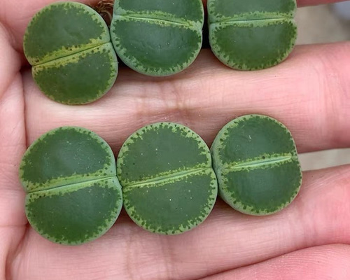 多肉植物 リトープス グリーントップ 大玉 2cm 抜き苗 1株 多肉植物 愛