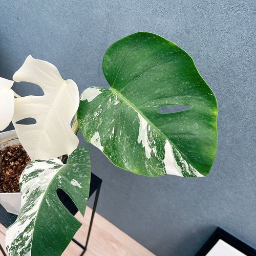 現品］【希少】☆フルムーン☆ 90番 モンステラ ボルシギアナ 6号