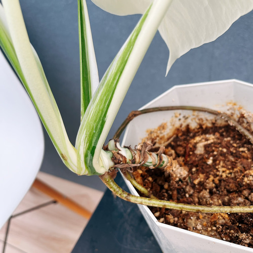 現品］【希少】☆フルムーン☆ 90番 モンステラ ボルシギアナ 6号