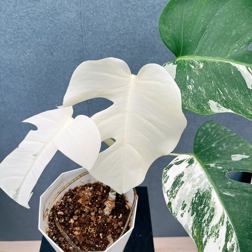 現品］【希少】☆フルムーン☆ 90番 モンステラ ボルシギアナ 6号